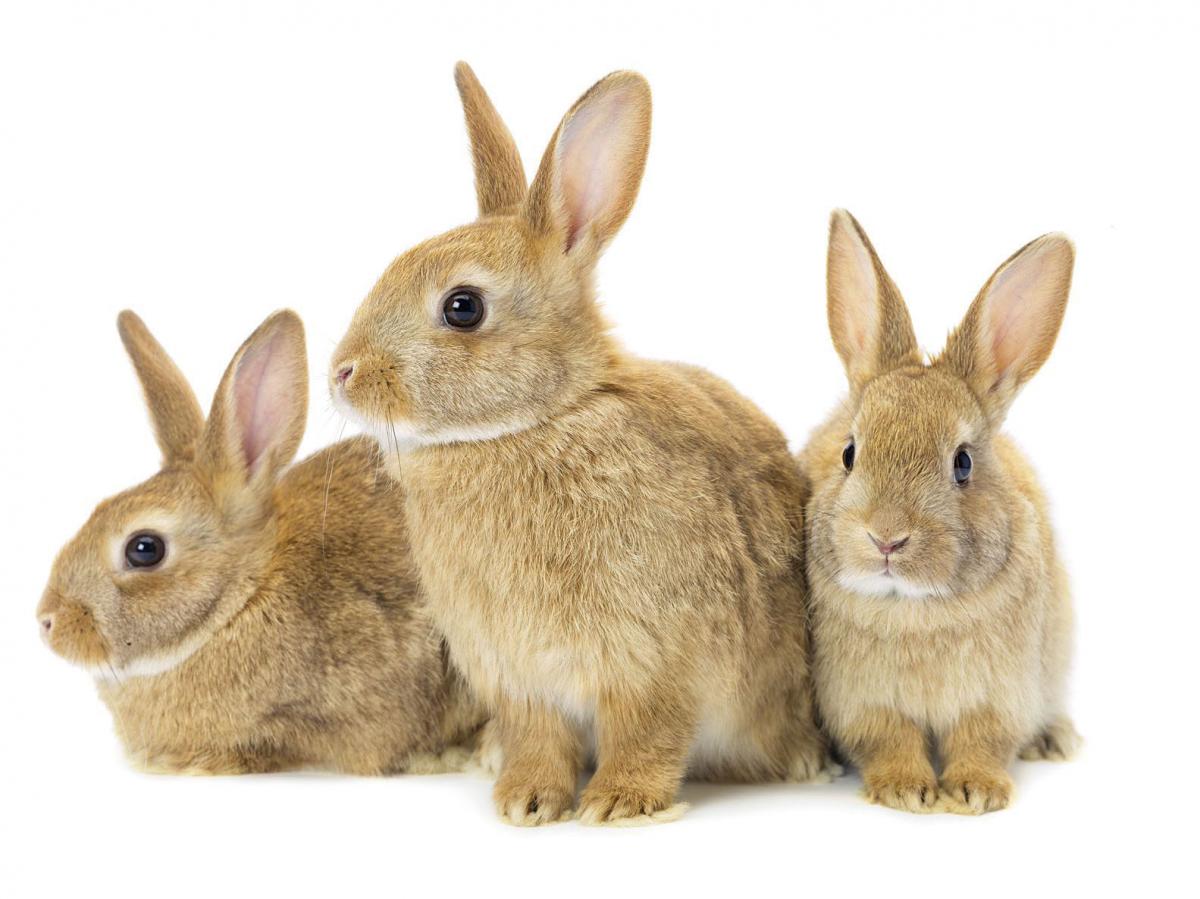 Encyclopedia Ocellotica - Rabbits can kill you.... Honest