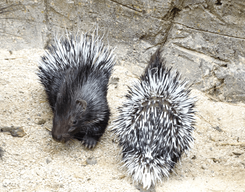 Cotswold Wildlife Park's first porcupette twins show off their quills.