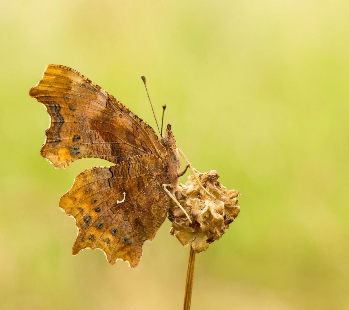 Keep your eyes peeled for this butterfly to flutter by! Conservationists urge people to take part in the Big Butterfly Count