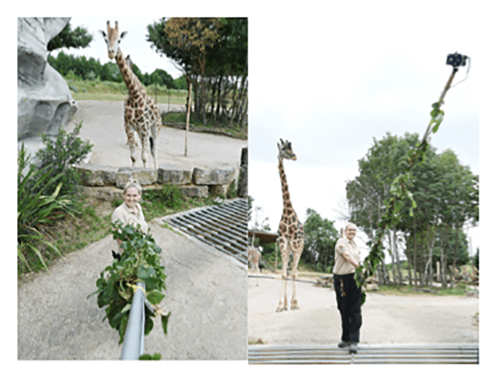 Are you having a giraffe? Selfie stick invented for our long-necked friends