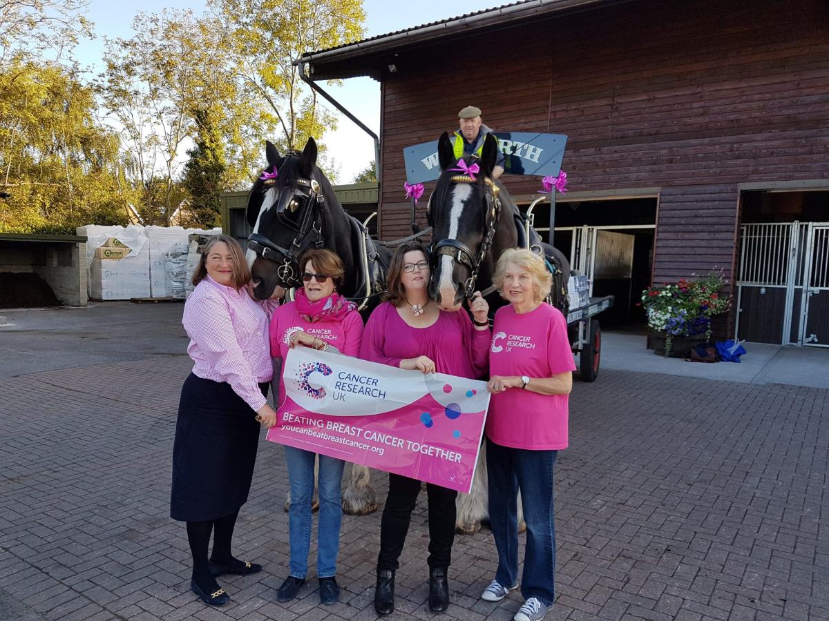 Wadworth's Shire horses paint Devizes pink for breast cancer awareness