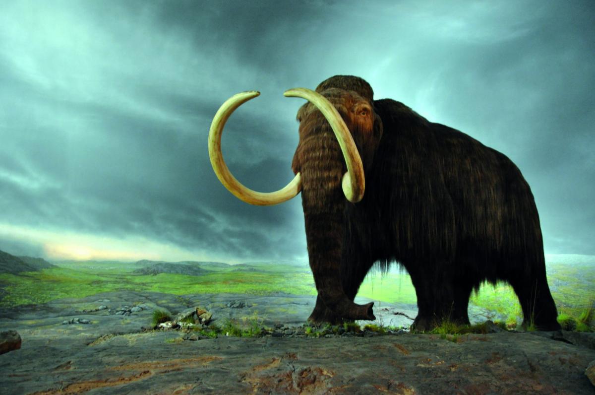 Ben investigates whether or not we should resurrect mammoths. What do you think?