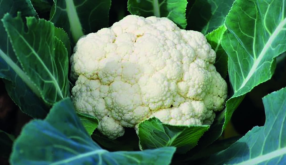 Brews & Eats: It's boom time for Cauliflower!